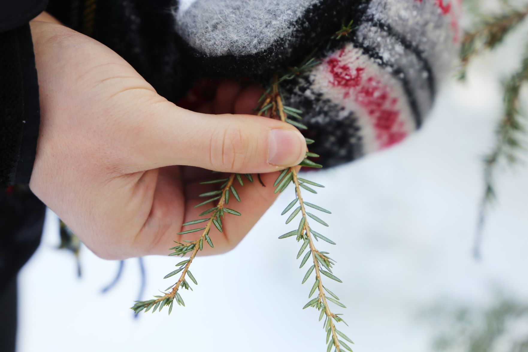 Looking for hemlock woolly adelgid